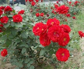 夏季收盆， 月季易挂