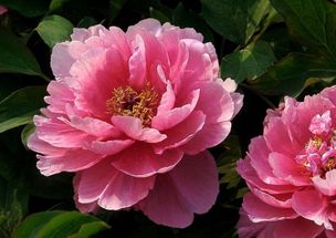 荷包牡丹的花期短吗？