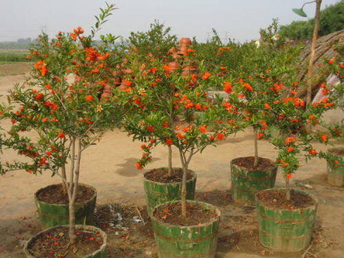 室内养护的小烦恼