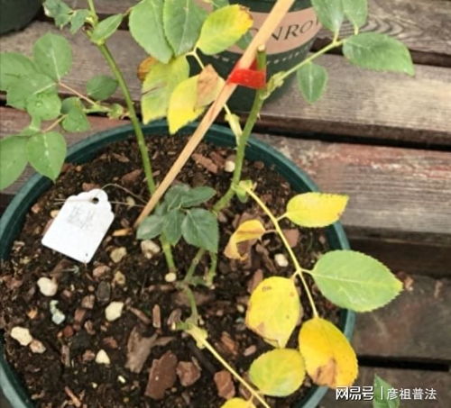 花卉出现僵苗怎么办？如何有效解决
