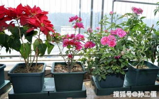 别墅花园：那些让人心动的植物选择