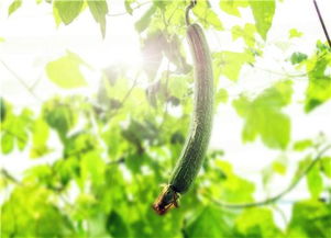 丝瓜种植最佳时间是什么时候？