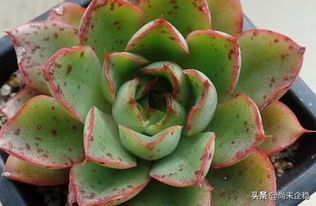 己唑醇对多肉长斑有效吗？Ke以平安喷洒在多肉植物上吗？