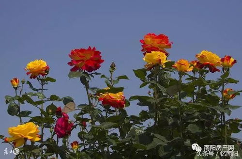 专家学者共商古老月季保护发展