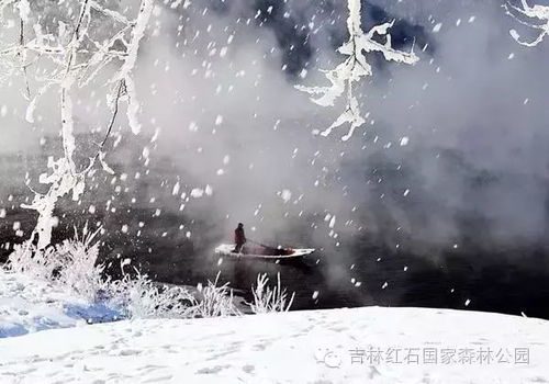 款冬在冬天绽放，为何如此执着