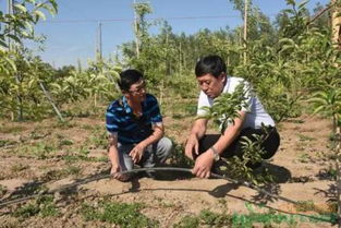 杨树施肥最佳时间是什么使用哪种肥料效果最好
