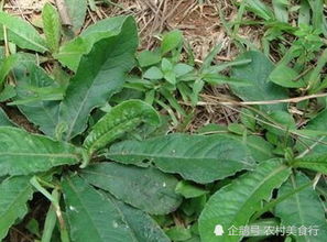 新品种试验田数据