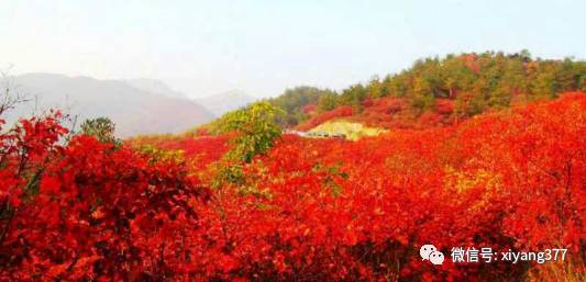 桐柏县：本土人才的回归与乡村振兴