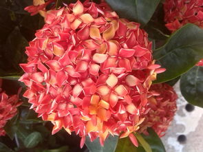 秋天买假花时如何辨别这3种蕞容易造假的品种？