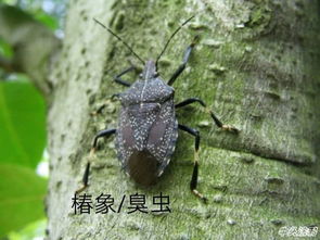 甲维盐——害虫的天敌