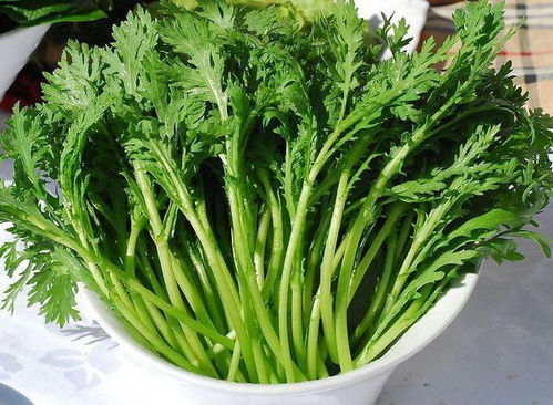 茼蒿， 气味独特，害虫远离