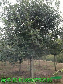 红叶石楠，高杆也嫩长到2米