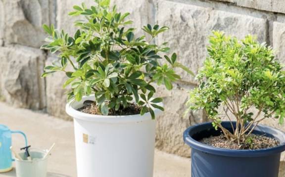 花盆大小与花种数量的关系