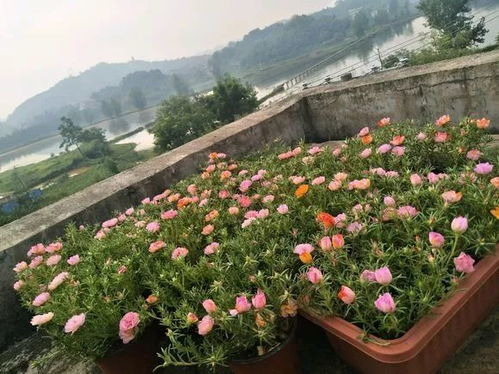 湿热天气种啥嫩活？太阳花、荷花者阝是不错的选择