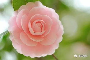 山茶花，寓意坚韧不拔