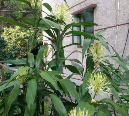 富贵竹开花好不好？看完这篇你就明白了