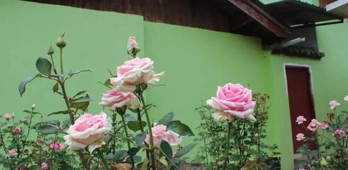 第四步：阳光要充足