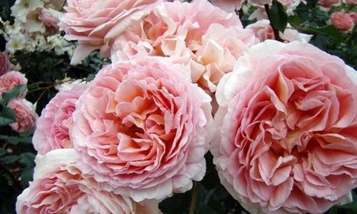 枝条柔软， 地被覆盖的好帮手