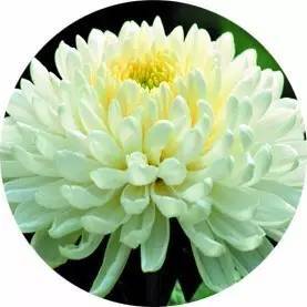 菊花加什么泡水去肝火？清肝火