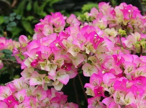 种植技巧分享：