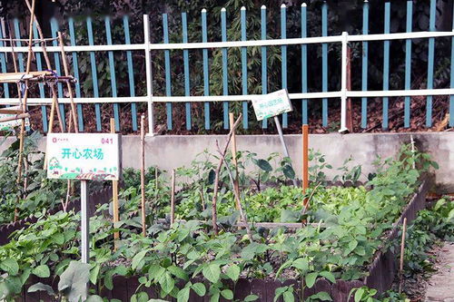 苦瓜七月种植指南：夏季播种，丰收在望！