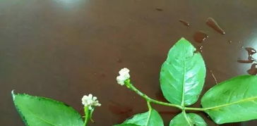 1. 种条采集不当