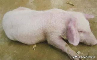 我们该如何警惕猪弓形虫病，同时Zuo好消毒和灭鼠工作呢？