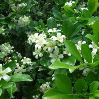 室内九里香养护入门指南