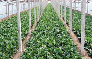 香菜种植核心步骤：选种、播种、浇水