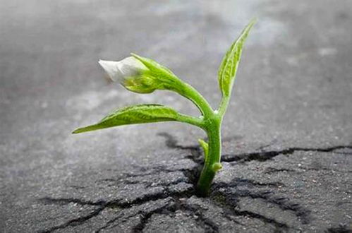 环境调控的黄金参数