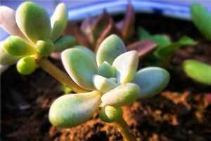 多肉植物的繁殖时机揭秘