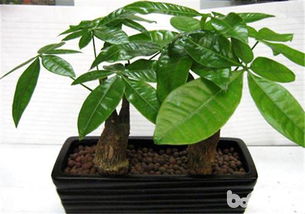 “神似发财树，爆款植物推荐”