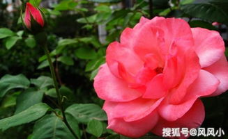 花期与花瓣质地