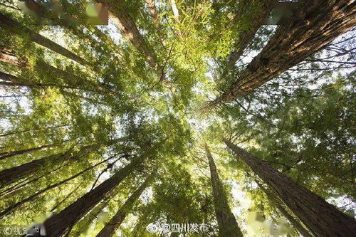 树木刷白的季节性意义