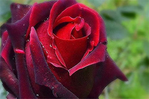 6、 黑魔术月季