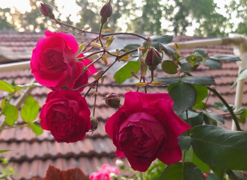 软香红月季的优缺点