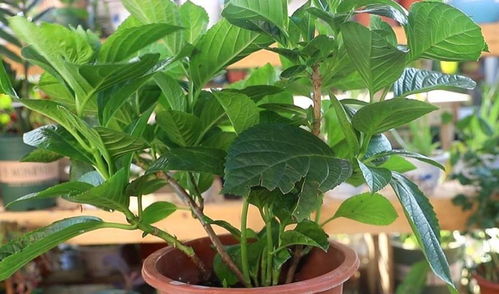 9月份修剪菊花会影响来年开花吗？