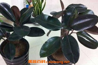 绿橡皮树如何正确养殖并注意哪些细节技巧