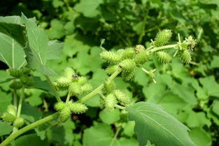 老农的成本清单