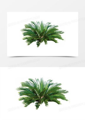 橄榄树非热带植物，图片爆款花卉推荐