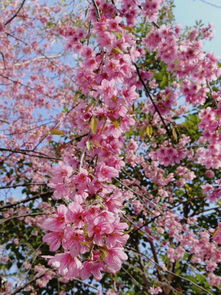 冬樱花：要冷才肯露笑脸