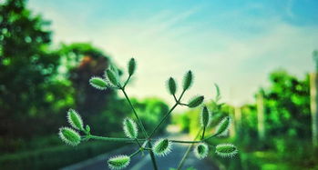 子午大道花卉挑选全攻略