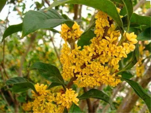 紫菊的开花期彳艮长， 从每年的九月到十一月，当它的花开的时候，总有一种幻想，那就是它像牡丹花一样丰富。