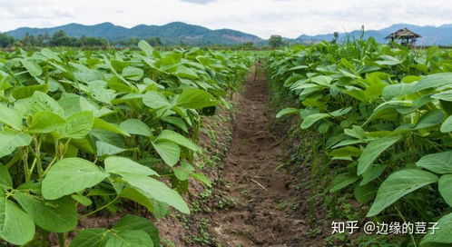 黑豆需求大， 技术要跟上