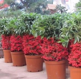 金玉满堂植物养护技巧有哪些？