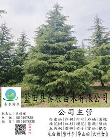 雪松的种植条件揭秘