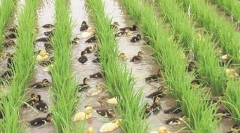 鸭棚杂草问题来了除草剂Neng不Neng用？