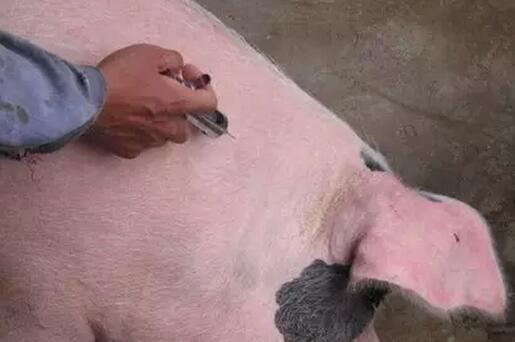 给猪打针时你有没有犯过这些错误操作呢？