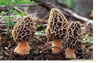 重茬羊肚菌的土壤杀菌