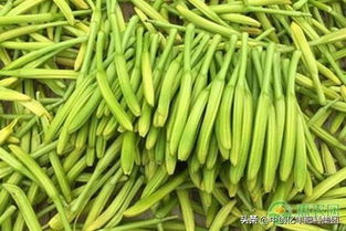 黄花菜种子什么时候播种？黄花菜的种植和养护需要注意哪些细节